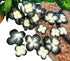 Handmade Hydrangeas Petals Flowers Mulberry Paper Flower Patch Scrapbooking Wedding DIY Craft Supplies Card Mini Artificial Paper Flowers (Black &...