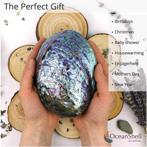 Polished Abalone Shell, 4.5" to 5.5", in Gift Box, for Smudging, Cleansing, Meditation, Home Décor and to Gift. 100% Natural Shell - Sustainably S...