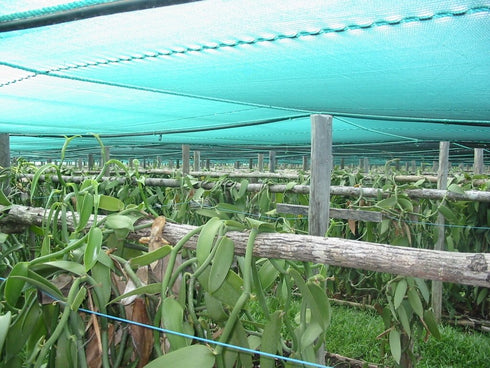 Vanilla Products USA 25 Whole Madagascar Bourbon Planifolia Extract Grade B Vanilla Beans...