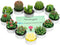 Handmade Delicate Succulent Cactus Candles for Birthday Party Wedding Spa Home Decoration(12 Packs-2)...