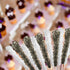 Extra Large Rock Candy Sticks: 6 Black Cherry Lollipop - Individually Wrapped Black Rock Candy Sticks - Espeez Rock Candy Sticks for Candy Buffet,...