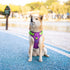 PHOEPET No Pull Dog Harness, Unique Colors Reflective Adjustable Dog Vest, with Soft Training Handle Metal Clips for Small Medium Large Dogs (Purp...