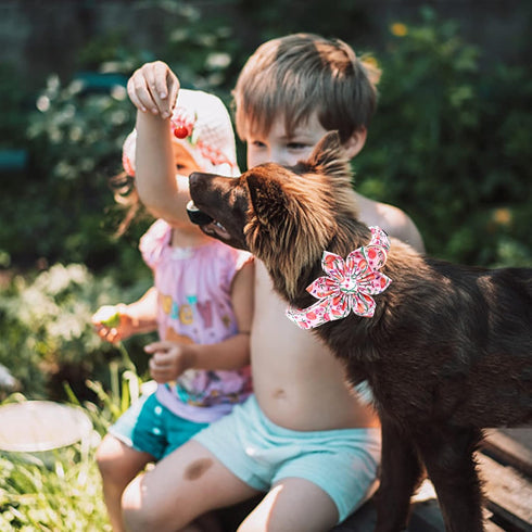 Lionheart glory Dog Collar with Flower Pink Peach Dog Collar Girl Soft Durable Adjustable Collar Flower Spring Collar Dog Bow for Small dogs...
