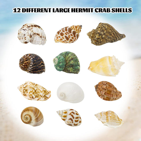 Hermit Crab Shell - Openning Size 0.6"-2" Medium to Large Growth Turbo Seashells Natural Sea Shells for Hermit Crab Supplies, Aquarium Décor, Naut...