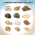 Hermit Crab Shell - Openning Size 0.6"-2" Medium to Large Growth Turbo Seashells Natural Sea Shells for Hermit Crab Supplies, Aquarium Décor, Naut...