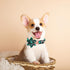 MR. CHUBBYFACE St.Patrick's Day Clover Dog Collar, Whit Green Clovers Adjustable Dog Collar with Flower Tie for Small Medium Large Dogs,XL...