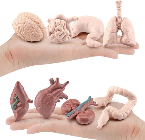 8 Piece Mini Human Organ Set Mini Human Body Model for Kids Mini Body Parts Sets 3D Human Anatomy Model Anatomy and Physiology Study Tools Student...