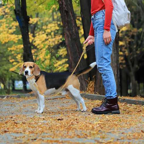 Reflective Nylon Dog Leash for Walking,Strong Dog Leash with Padded Handle for Medium and Large Dogs,4 FT,Camel...