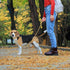 Reflective Nylon Dog Leash for Walking,Strong Dog Leash with Padded Handle for Medium and Large Dogs,4 FT,Camel...