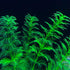Artificial Aquarium Plants Plastic, Fake Plants for Aquarium Fish Tank, Realistic Plant 10PCS...