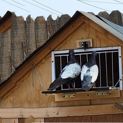 Pigeon Trap Doors Pigeon Loft Door Pigeon One Way Entrance Door Iron T Bars Frame Window Bird Cage Door(12 * 10 inch)...