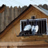 Pigeon Trap Doors Pigeon Loft Door Pigeon One Way Entrance Door Iron T Bars Frame Window Bird Cage Door(12 * 10 inch)...