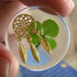 Real Four Leaf Clover Good Luck Pocket Token, Preserved, 1.25”, Including Metal Ornament (Dream Catcher)...