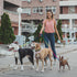 3pcs Slip lead dog leash, no Pull Pet Training Leash for Medium and Small Dogs,two leather stoppers ?5feet?Rainbow?...
