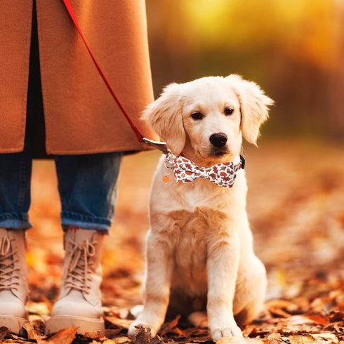 ADOGGYGO Thanksgiving Dog Collar with Bowtie, Fall Leaves Pumpkin Dog Thanksgiving Collars with Detachable Bow Adjustable Pet Fall Collars for Sma...
