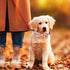 ADOGGYGO Thanksgiving Dog Collar with Bowtie, Fall Leaves Pumpkin Dog Thanksgiving Collars with Detachable Bow Adjustable Pet Fall Collars for Sma...