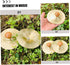 4pcs Children's Percussion Instrument Mini Cymbals Mini Hand Bells Small Cymbals Kids Mini Cymbal Brass Cymbals Copper Cymbals Hand Cymbals Toys M...