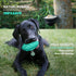 Squeaky Dog Toys for Aggressive Chewers: Rubber Interactive Puppy Ball with Squeaker,Almost Indestructible Tough Durable Pet Chew Toys for Medium ...