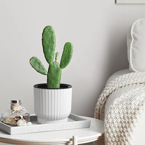 T4U 4 Inch Self Watering Pots for Indoor Plants, 6 Pack White Plastic Flower Pots for All House Plants, Flowers, African Violets...