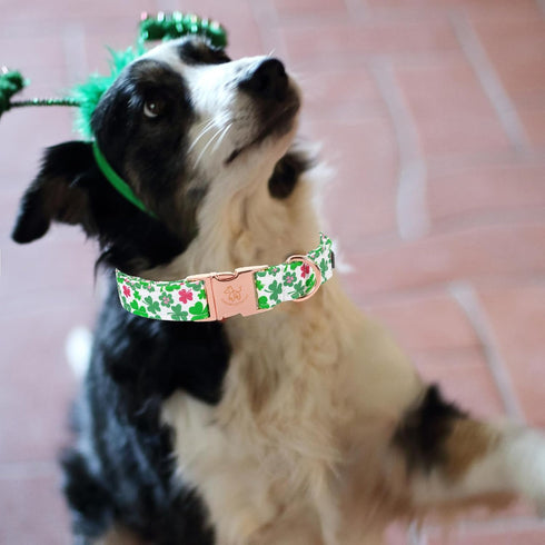 Elegant little tail Dog Collar, Green Clover Pet Collar Dog Collar, St Patrick's Day Dog Collar, Holiday Pet Collar Cute Puppy Collar Adjustable P...