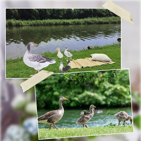 CREATCABIN 4Pcs Duck Yard Art Ground Insert Decorations Acrylic Garden Stake Double Sided Printing Statue Outdoor Stakes Animal Sculpture Sign Yar...