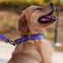 Hyhug Pets Reflective Dog Collar with Beautiful Jacquard Weave Solid Color Nylon for Pup Dogs Daily Walking and Training. (Small, Ultra Violet)...