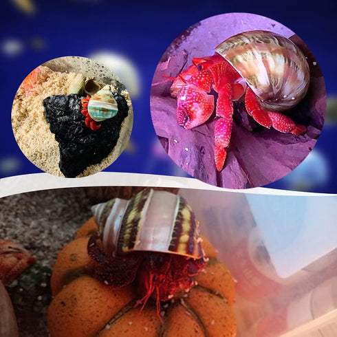 Unstained Natural Hermit Crab Shells Pearl Turbo Seashell for Décor, 3 Kinds 6 PCS Size 1.5" - 2", Opening 0.8-1" Hermit Crab Supplies...