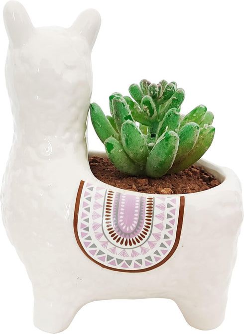 Succulent Pot, 4.5 Inch Alpaca Shaped Ceramic Succulent Cactus Flower Plant Pot Planter for Home Garden Office Decoration (Plant Not Included) (Wh...