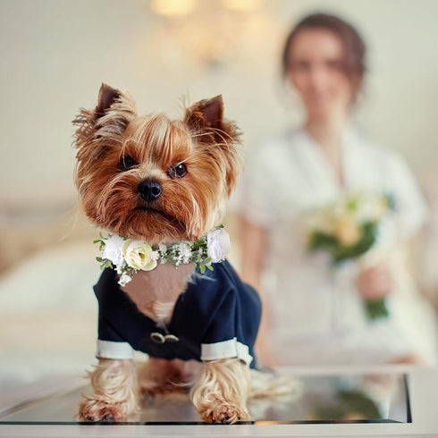 2 Pcs Dog Flower Collar Wedding and Leash Set Pearls for Dogs 120 cm 4 ft Pearls Beaded Dog Leash Dog Collar Bows for Wedding Adjustable for Mediu...