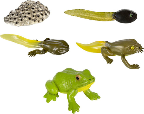 Safari Ltd. Life Cycle of a Frog Figurine Set - Miniature Educational Biology Toy for Boys, Girls, and Kids Ages 4+...