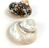 2PC Sarmaticus Turbo & White Pearled Turbo Shell,Hermit Crab Shell,Turbo Shells Hermit Crab Supplies for Decor 2.5"~ 3" Inch...