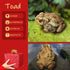 Frog Toad Sculptures Garden Statues Yard Art Resin Decorations Outdoor Garden Decor...