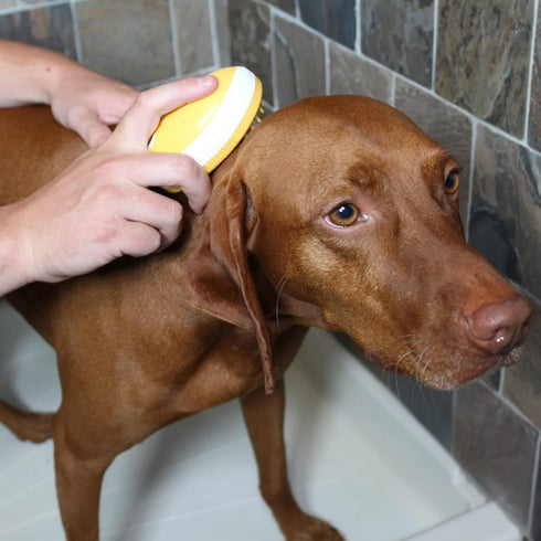 Penn-Plax 2 in 1 Shampoo Dispensing Pet Bath Brush – Soap, Lather, Scrub, and Massage Your Dog or Cat – Safe for all Ages and Breeds...