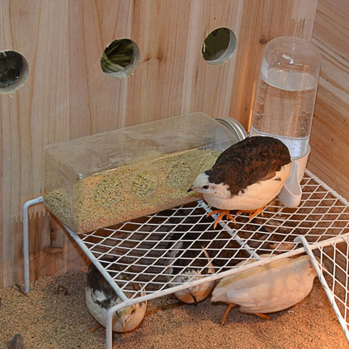 Button Quail Transparent Feeder Feed Box Seed Food Container (4 Holes)...