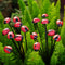 2 Pack Solar Light for Outside: Ladybug Path Lights for Pathway Yard Art Garden Decor - High Flexibility Swaying Outdoor Lights - Unique Gifts...