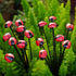2 Pack Solar Light for Outside: Ladybug Path Lights for Pathway Yard Art Garden Decor - High Flexibility Swaying Outdoor Lights - Unique Gifts...