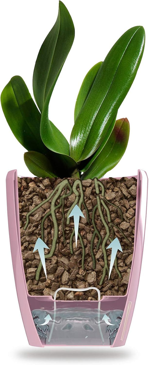 Self Watering Orchids Pot - Plant Pots Ideal for Orchid Flower - Drainage and Water Level Indicator - Planter Pot with Self-Watering Feature(5.5 "...
