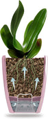 Self Watering Orchids Pot - Plant Pots Ideal for Orchid Flower - Drainage and Water Level Indicator - Planter Pot with Self-Watering Feature(5.5 "...