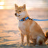 CollarDirect Waterproof Dog Leash Small Medium Large Durable Pet Leashes for Walking Training Running Pink Black Blue Orange Green (M, Blue)...