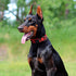 EXCELLENT ELITE SPANKER Reflective Dog Collar Classic Soft Padded Breathable Nylon Adjustable Pet Collar with Quick Release Buckle for Boy Girl Ma...