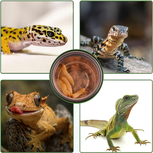 0.5oz Crested Gecko Food and Water Feeding Cups, Reptile Feeder Bowls, Plastic Replacement Food Dish for Lizard and Other Small Pet Ledge Accessor...