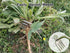 Weed Puller Tool, 2024 New Garden Weed Remove Tool, Stainless Steel Hand Weeding Tool, Weeding Artifact Uprooting Weeding Tool for Vegetable Backy...