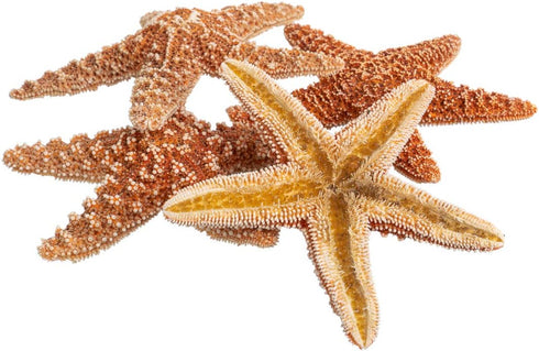 Nautical Crush Trading Real Starfish - 5 Large Brown Sugar Starfish (4-5in) - Starfish for Crafts - Star Fish Shells Decorations - Starfish Decor ...