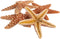 Nautical Crush Trading Real Starfish - 5 Large Brown Sugar Starfish (4-5in) - Starfish for Crafts - Star Fish Shells Decorations - Starfish Decor ...