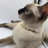 Dog Collar and Cat Chain Necklace Stainless Steel Adjustable 18K Gold Heart-Shaped Necklace for Small Pets Cats Kitten Puppy (Gold, 7 inch)...