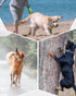 Dynmeow 1 Pack Airtag Dog Collar Holder, Stretchy Silicone Airtag Holder for Dog and Cat Collar, Anti-Lost Dog Airtag Holder Compatible with 3/4 a...
