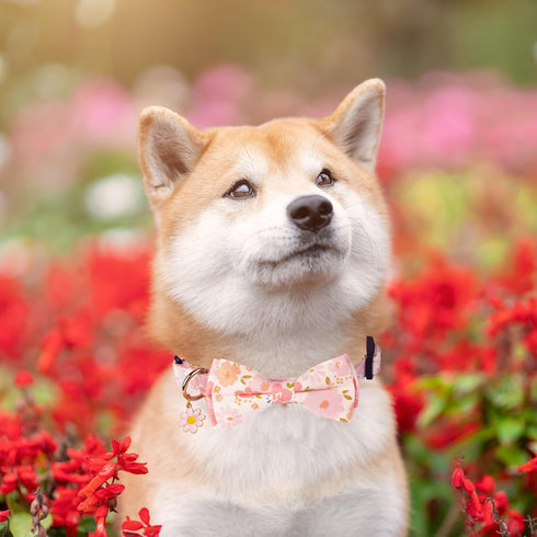 ADOGGYGO Pink Floral Dog Collar with Bow, Adjustable Pink Plaid Dog Collars with Removable Bowtie Pet Pink Flower Collars for Small Medium Large G...