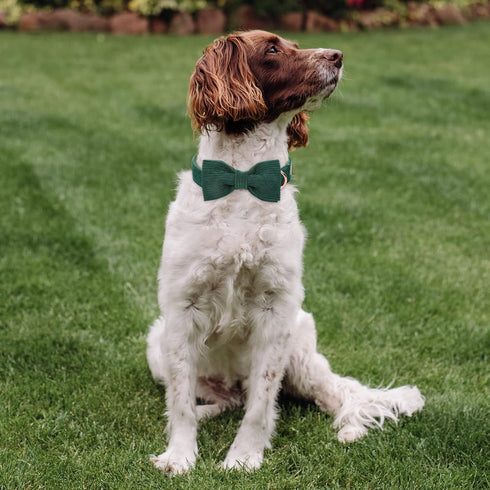Green Dog Collars for Small Dog,Cute Corduroy Dog Collar with Bow Tie Safety Metal Buckle Adjustable Puppy Collars for Small Medium Large Boy&Girl...