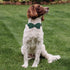 Green Dog Collars for Small Dog,Cute Corduroy Dog Collar with Bow Tie Safety Metal Buckle Adjustable Puppy Collars for Small Medium Large Boy&Girl...