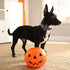 ARING PET Halloween Dog Collar, Cotton Fall Girl Dog Collar with Flower, Cute Adjustable Halloween Plaid Dog Collars with Metal Buckle...